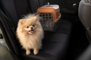 susser hund mit trager im auto